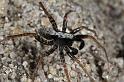 Pardosa_lugubris_D7406_Z_90_NP De Hoge Veluwe_Nederland